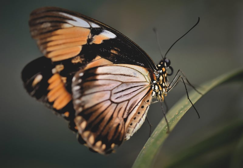 Butterfly Effect Mitigation